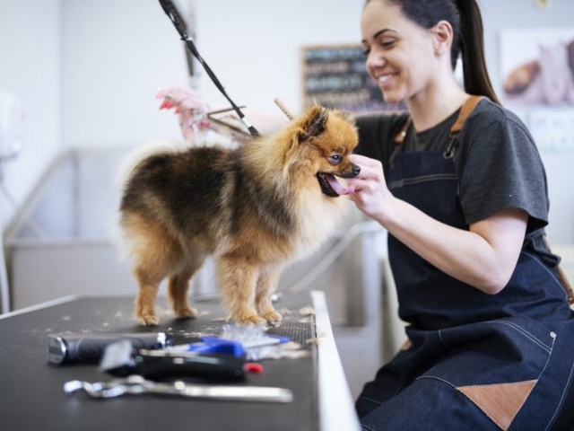 Dog Groomers